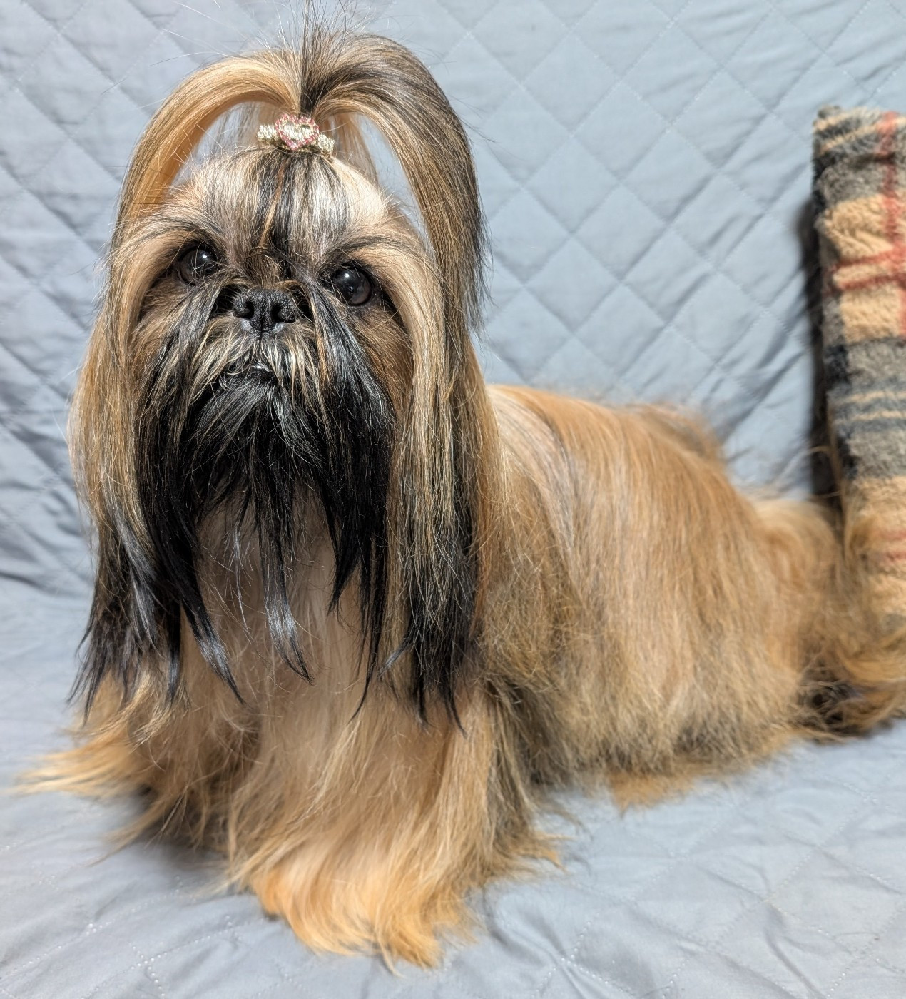 UNAÏA DE LA FORET CHATEAU CHARLES De La Foret De Chateau Charles