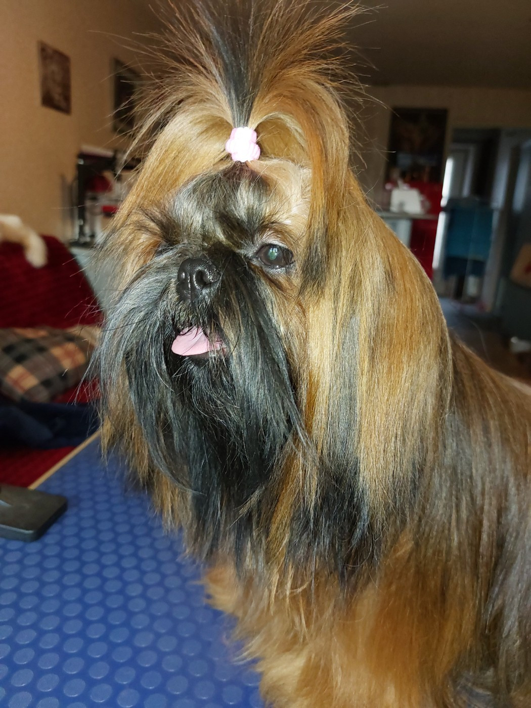 VENUS DE LA FORET CHATEAU CHARLES De La Foret De Chateau Charles