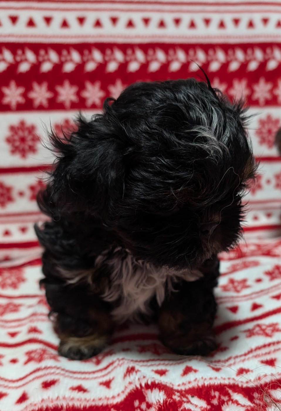 ANGEL  De La Foret De Chateau Charles