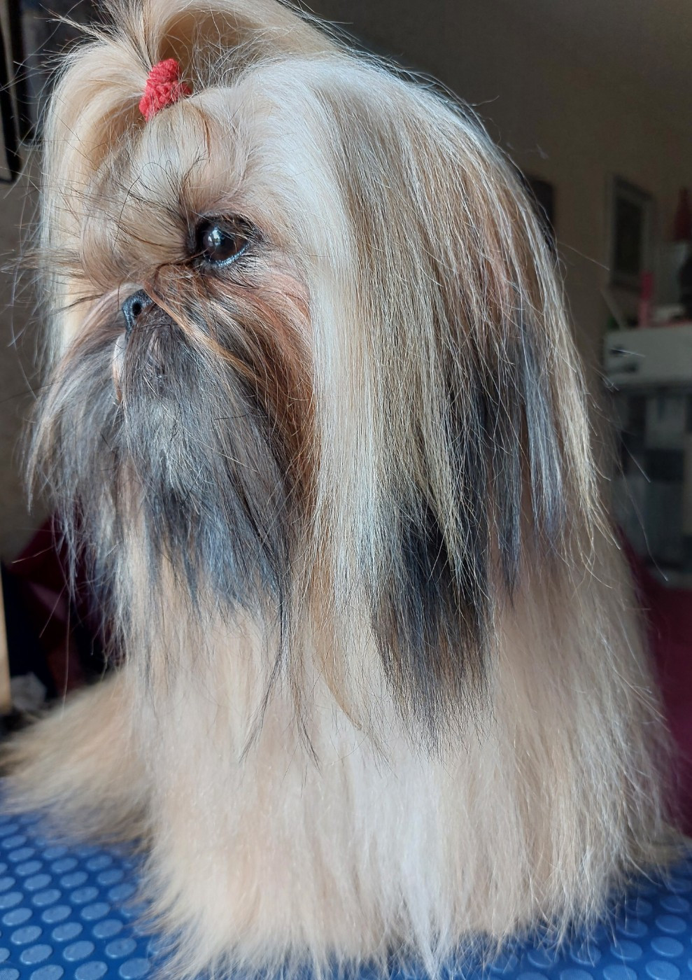 Saphir DE LA FORET CHATEAU CHARLES De La Foret De Chateau Charles