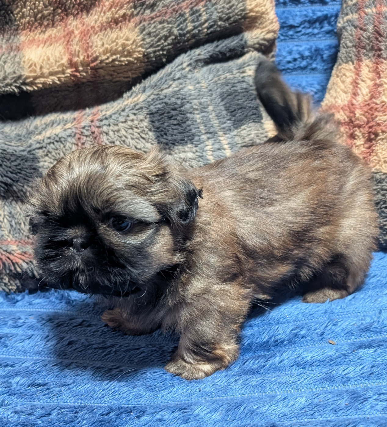 De La Foret De Chateau Charles - Chiots disponibles - Shih Tzu