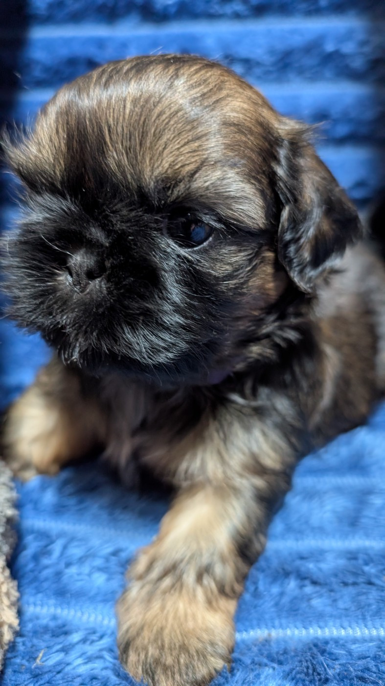 De La Foret De Chateau Charles - Chiots disponibles - Shih Tzu
