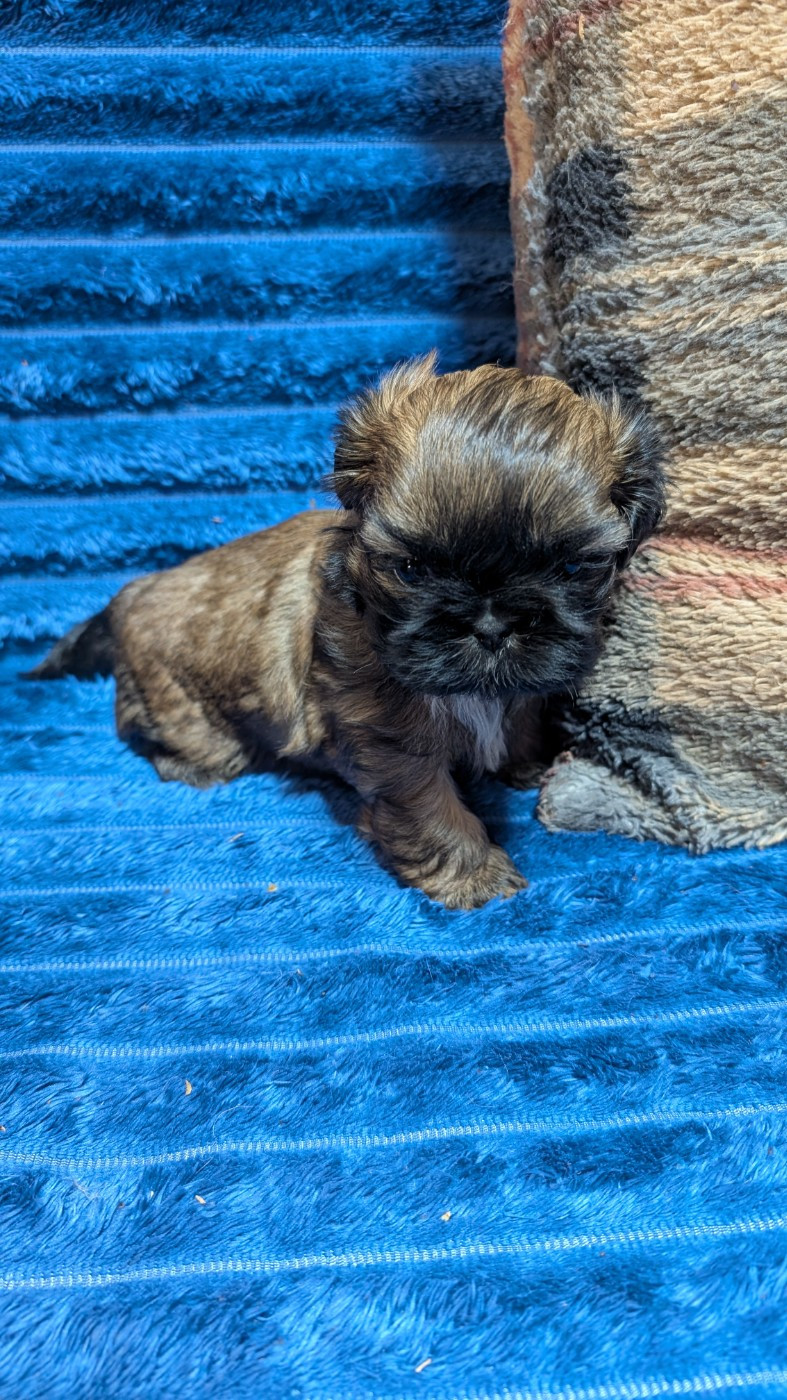 De La Foret De Chateau Charles - Chiots disponibles - Shih Tzu