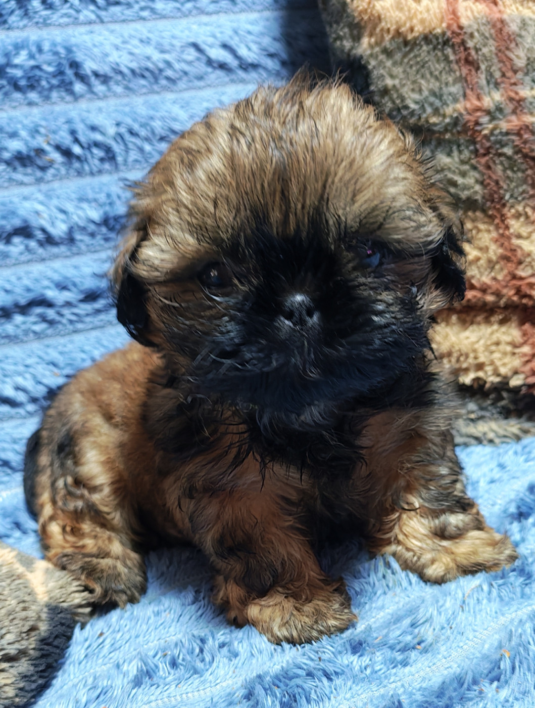 De La Foret De Chateau Charles - Chiots disponibles - Shih Tzu