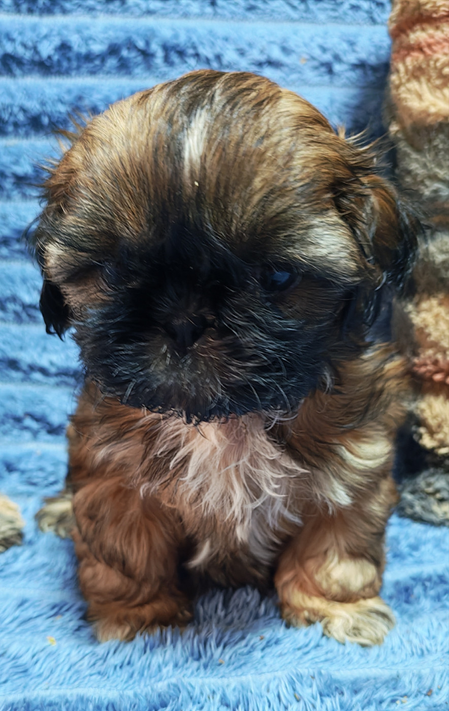 De La Foret De Chateau Charles - Chiots disponibles - Shih Tzu