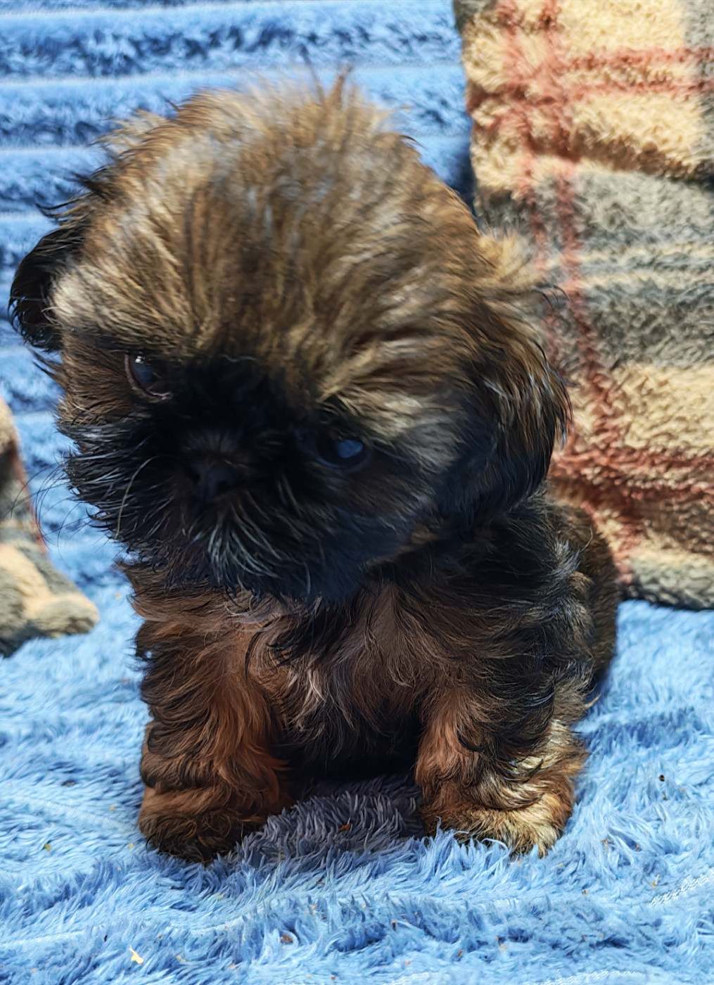De La Foret De Chateau Charles - Chiots disponibles - Shih Tzu