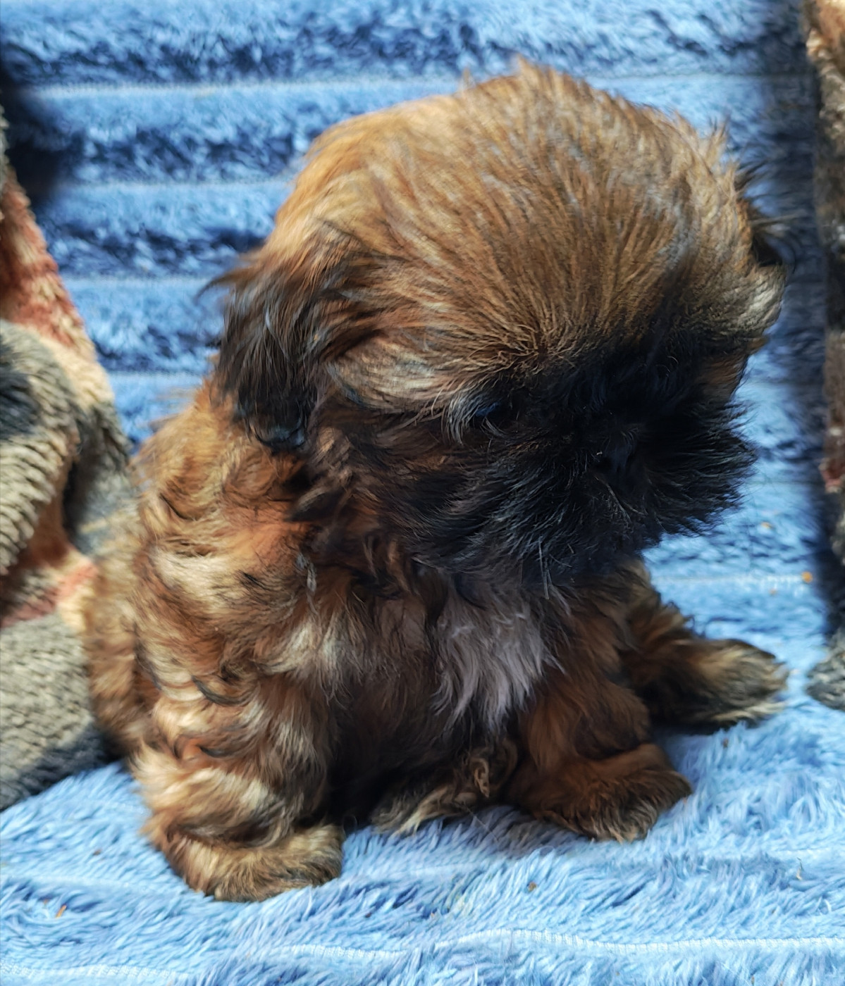 De La Foret De Chateau Charles - Chiots disponibles - Shih Tzu